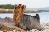 YORKSHIRE TERRIER 332